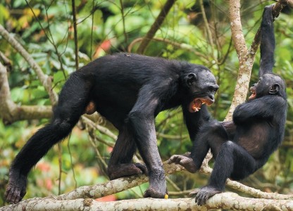 2 - Comportamenti aggressivi, specie verso le femmine, sono frequenti anche tra i bonobo, pur se la specie è considerata complessivamente meno violenta di Homo sapiens. Immagine dalla rivista Nature (538, 2016).