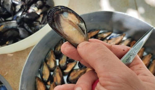 Le cozze tarantine, dal sapore ineguagliabile (immagine web)