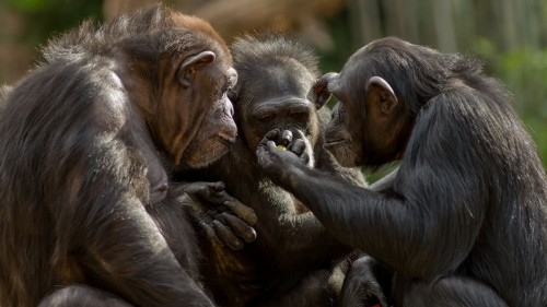 Cooperazione e condivisione di informazioni caratterizzano le comunità degli scimpanzé. Qui un gruppo della specie Pan troglodytes, lo scimpanzé comune (immagine dalla rivista Science, 2017)