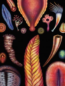 I primi animali (metazoi) apparsi alla fine delle glaciazioni del Criogeniano (immagine dalla rivista Scientific American, giugno 2019) a