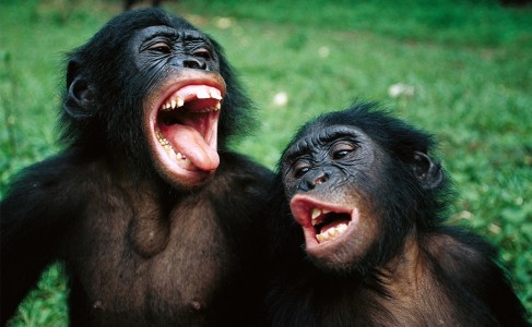 Forme di vocalizzazione in Pan paniscus, il bonobo (immagine dalla rivista Science, 2022)