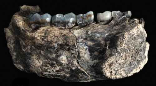 La porzione di mandibola fossile LD 350-1 dal sito di Ledi-Geraru, nel triangolo dell’Afar. Datata 2.8 milioni di anni fa, potrebbe rappresentare il reperto umano più antico scoperto finora (immagine dalla rivista Science, 2015)