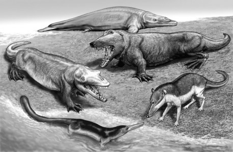 Ricostruzione artistica di mammiferi archeoceti, gli antenati dei cetacei apparsi durante la fase calda dell’Eocene, intorno a 50 milioni di anni fa (immagine dalla rivista Annu. Rev. Ecol. Syst., 2002) v