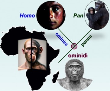 Gli umani e gli scimpanzé condividono un ultimo antenato comune ominide che, tra 5 e 7 milioni di anni fa in Africa, diede origine a due linee evolutive separate: quella degli “ominini” e quella dei “panini” (immagine composita generata dall’autore)