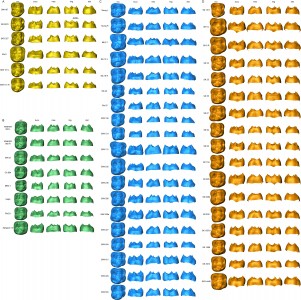 La struttura interna delle corone dentarie rivela sottili differenze tra gli ominini. Qui le proiezioni virtuali dei denti molari dei più antichi fossili umani del Sudafrica (giallo oro) in confronto a quelle di Homo erectus (verde) e degli ominini non umani Australopithecus (celeste) e Paranthropus (marrone chiaro) (immagine dalla rivista PNAS, 2022)