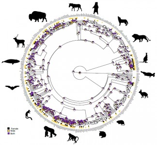 Soltanto tra i mammiferi, evidenze non episodiche di orientamento sessuale di femmine (XX) e maschi (XY) verso individui dello stesso sesso sono state già riscontrate in 261 specie sociali di 62 famiglie appartenenti a 12 ordini, tra i quali in particolare quello dei primati (quadrante intorno alle 6h35) (immagine dalla rivista Nature Communications, 2023)