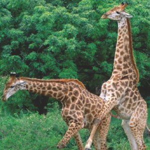 Oltre a manifestarsi frequentemente come “sfregamento” di organi sessuali, tra i maschi di mammiferi della stessa specie può verificarsi penetrazione ed eiaculazione, come nel caso di queste due giraffe (immagine dalla rivista Nature, 2006)