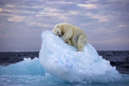 In un contesto ambientale in rapida frammentazione e prossima dissoluzione, gli adattamenti acquisiti dall’orso polare (Ursus maritimus) durante l’evoluzione, quelli che gli hanno garantito una posizione di superpredatore in un ambiente estremo, sono gli stessi che ormai ne complicano il presente e ne comprometteranno presto il futuro (immagine dalla rivista Nature, 2024)