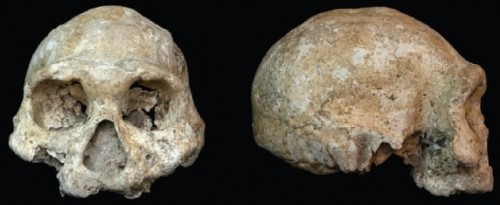 Il cranio edentulo del “vegliardo” di Dmanisi (D3444), un Homo erectus di circa 1.8 milioni di anni fa che, a seguito di un’infezione ossea cronica dei mascellari, necessitava di aiuto per pre-trattare il cibo in un’epoca in cui la dieta era principalmente carnea e non si praticava ancora l’uso del fuoco (immagine dalla rivista Nature, 2005)