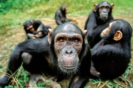 Gli studi condotti su comunità indipendenti di scimpanzé hanno dimostrato la manifestazione, assai comune anche tra i nostri parenti più prossimi nell’attuale biodiversità, di diverse forme di cooperazione sociale ed inter-individuale, di condivisione, di altruismo, di adozione, di compassione (immagine dalla rivista Science, 2016)