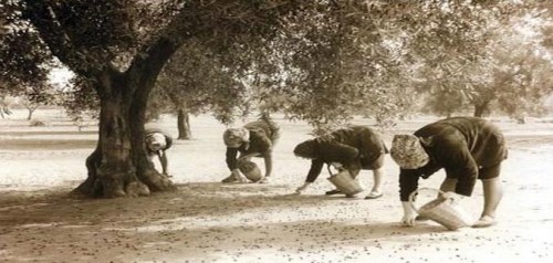 raccolta-delle-olive-in-salento2