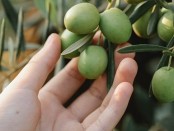 raccolta-olive2