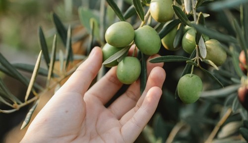 Mani che si protendono per la raccolta delle olive in Puglia (immagine web)