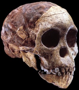 La faccia, la mandibola ed il calco endocranico naturale del “bambino di Taung”, il primo rappresentante del nuovo genere Australopithecus e della specie africanus rinvenuto casualmente in una cava sudafricana alla fine del 1924 e descritto sulla rivista inglese Nature il 7 febbraio dell’anno seguente dall’anatomista Raymond A. Dart. Non senza polemiche, questa scoperta segnò comunque la fine della querelle Europa vs. Asia quali “culle” dell’umanità e l’inizio delle ricerche sulle origini della linea umana in Africa (immagine dal volume “From Lucy to Language”, di D. Johanson, B. Edgar e D. Brill, Simon & Schuster Ed.,1996)